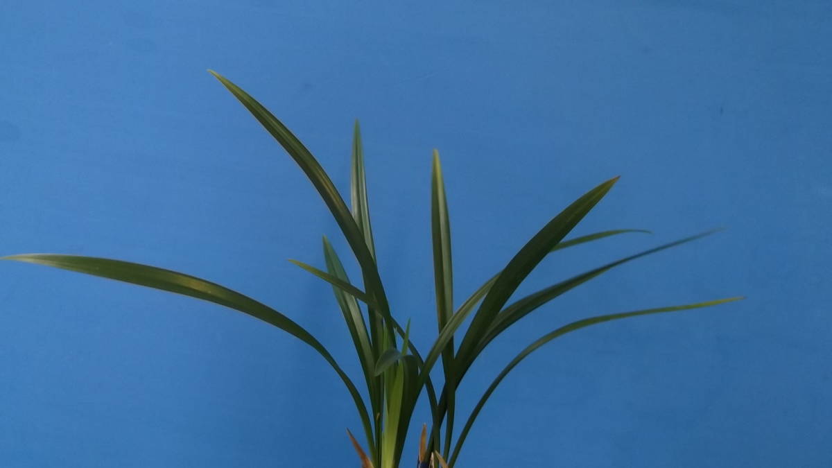 ★寒蘭★20-3 竜馬産 緑胎素心 新木中木４条新子