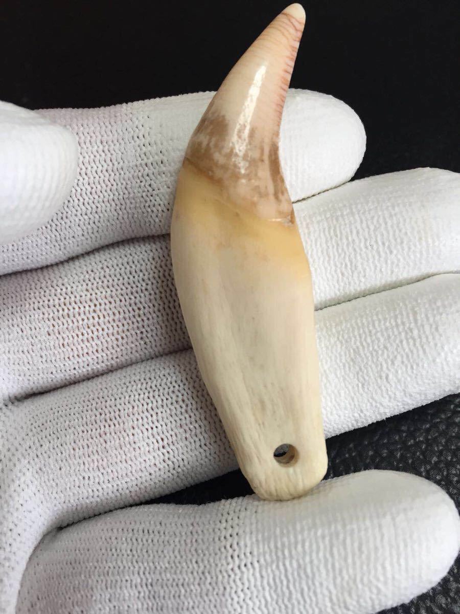 ヒグマの牙 | 当別風の丘 No.1（加工前） 熊の牙 - 羆 Yahoo