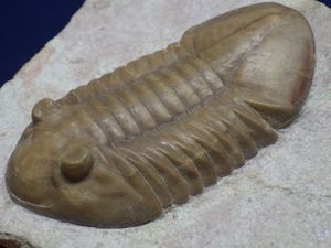 三葉虫 化石のYahoo!オークション(旧ヤフオク!)の相場・価格を見る