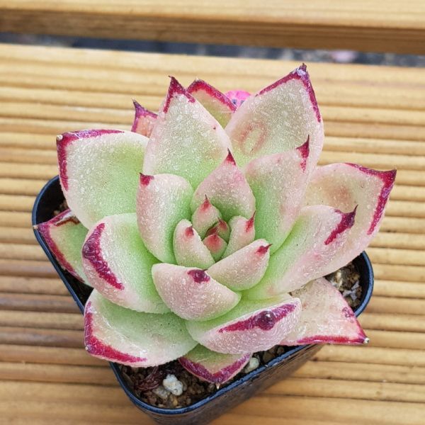 エケベリア アメリカマリア 農園プラティナ 速達可能 同梱発送 韓国苗 多肉植物 サボテン J06 045 サボテン 売買されたオークション情報 Yahooの商品情報をアーカイブ公開 オークファン Aucfan Com