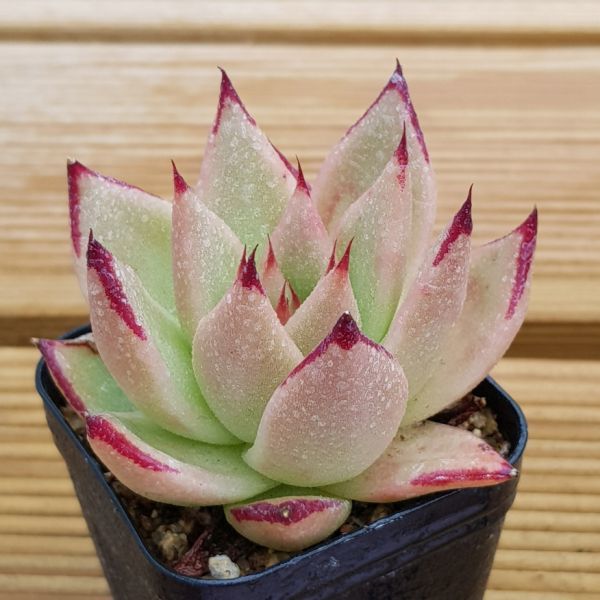 エケベリア アメリカマリア 農園プラティナ 速達可能 同梱発送 韓国苗 多肉植物 サボテン J06 045 サボテン 売買されたオークション情報 Yahooの商品情報をアーカイブ公開 オークファン Aucfan Com