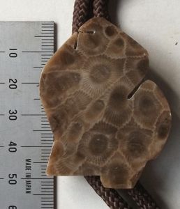 化石 珊瑚 巨大！レア物！白銀の世界！サンゴ メノウ 瑪瑙 玉髄 標本