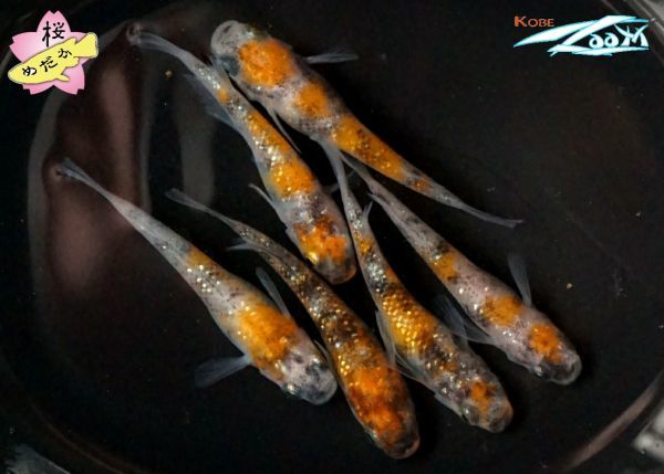 三色ラメ幹之サファイア系 | メダカ めだか物語新系統⁄三色