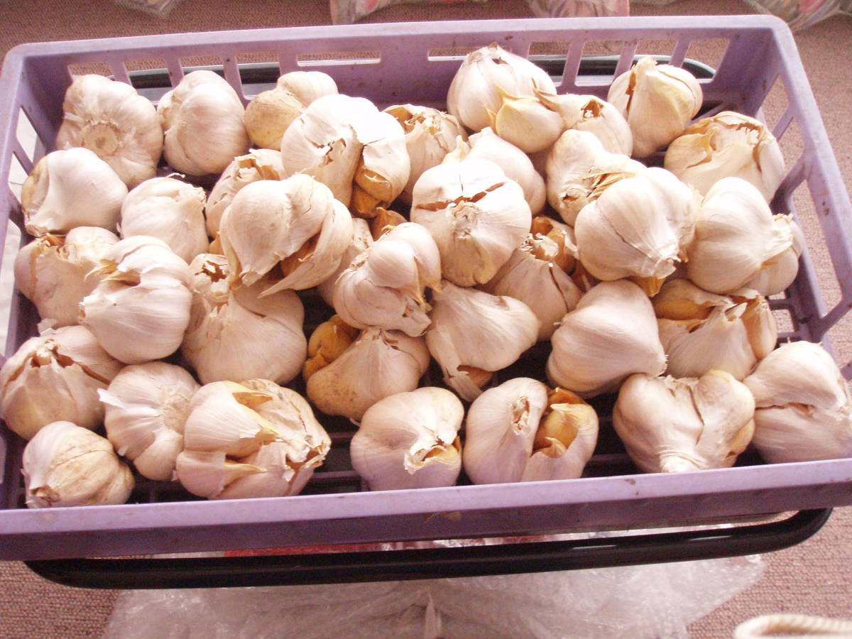 にんにく 青森 | 訳あり M玉サイズ以上混合 5kg : JA 青森県産 