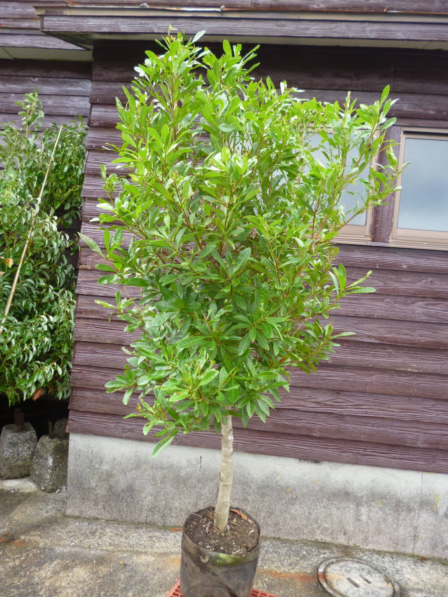 超激安植木祭り　常緑果樹　☆ヤマモモ☆　H1.7ｍ　人気樹木　3