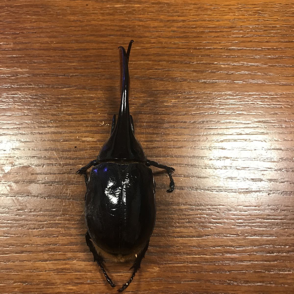 ネプチューンオオカブト♂140mm,♀64mm 標本用！！ネプチューン