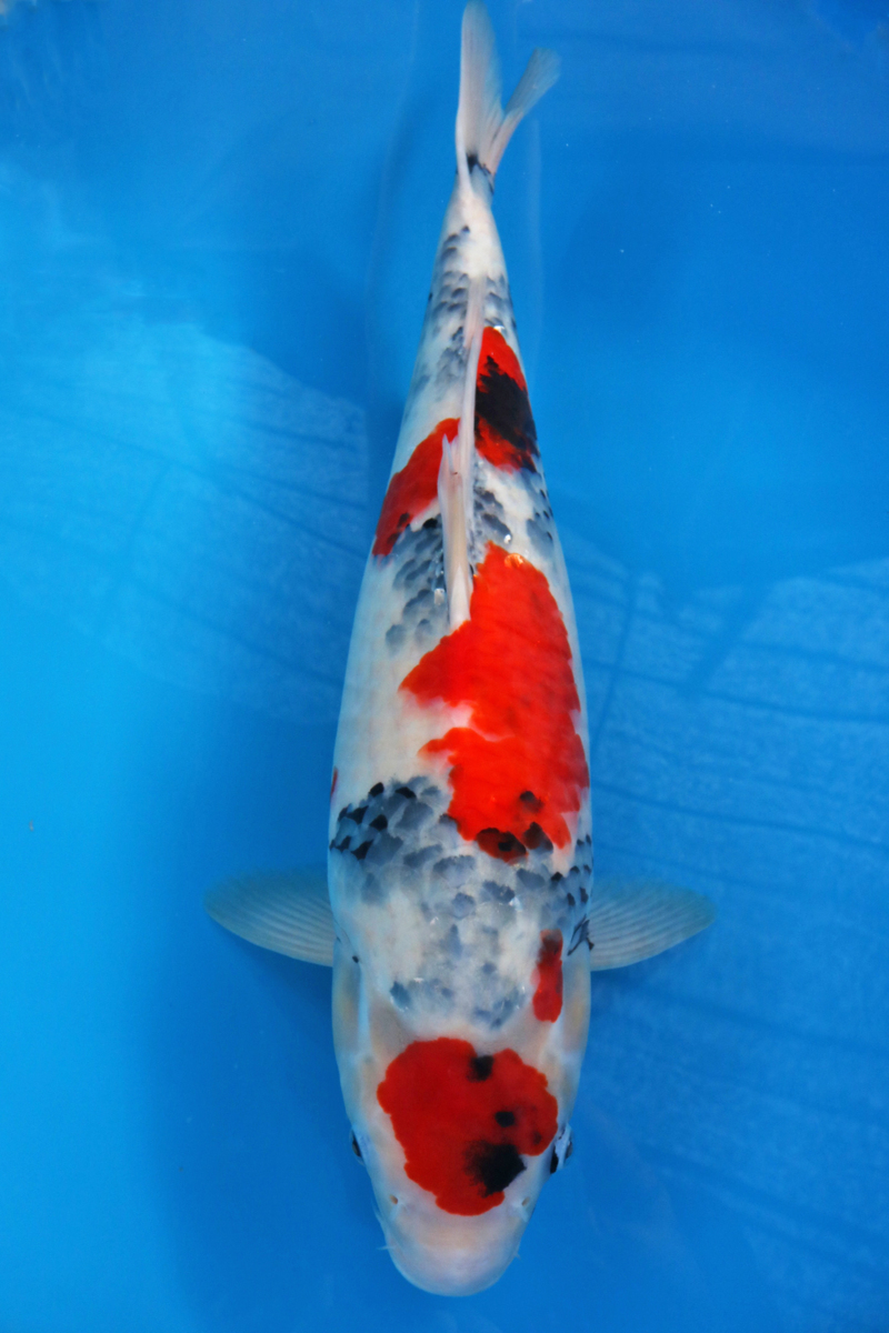 大人気，限定SALE 魚酔 錦鯉シーズン突入 阪井養魚場産御三家SP 丸天模様 墨位置抜群 昭和三色 2才 48cm SPG-3(錦鯉)｜売買されたオークション情報、yahooの商品情報をアーカイブ公開 - オークファン 錦鯉