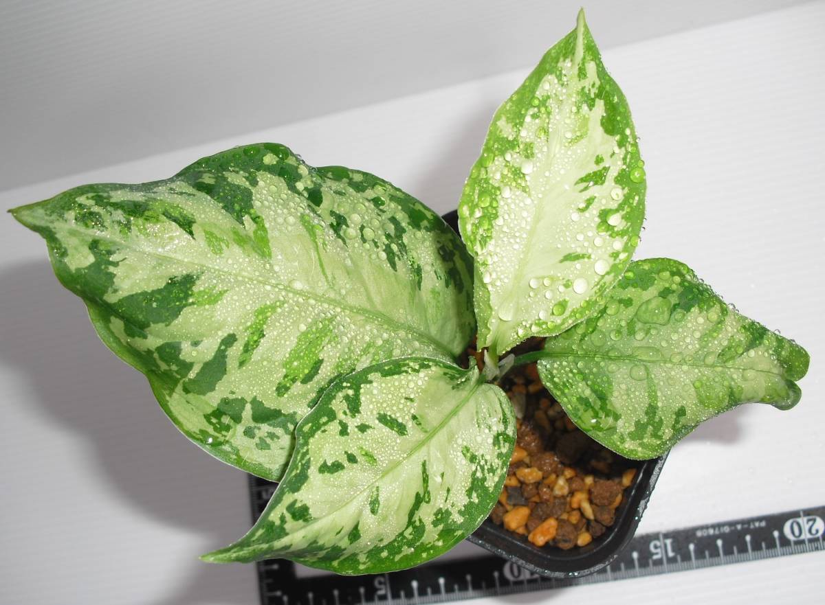 ホワイトデビル アグラオネマ Aglaonema ピクタム - Yahoo