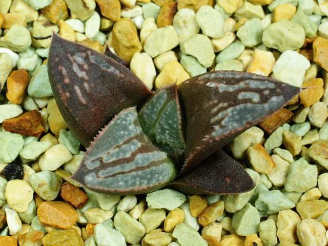 ハオルチア 多肉植物 オフェリア 実生オリジナル繁殖苗 Haworthia 老川