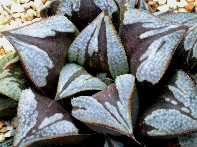 ハオルチア 多肉植物 オフェリア 実生オリジナル繁殖苗 Haworthia 老川