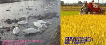 ☆白鳥の郷 農家直送☆平成30年収穫 新米 お徳用 コシヒカリ 玄米30