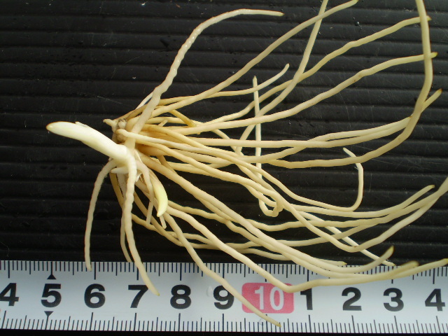 山野草　カムイホテイ　アツモリソウ　７芽株 山野草 カムイホテイ アツモリソウ 7芽株 山野草 アツモリソウ・釜無
