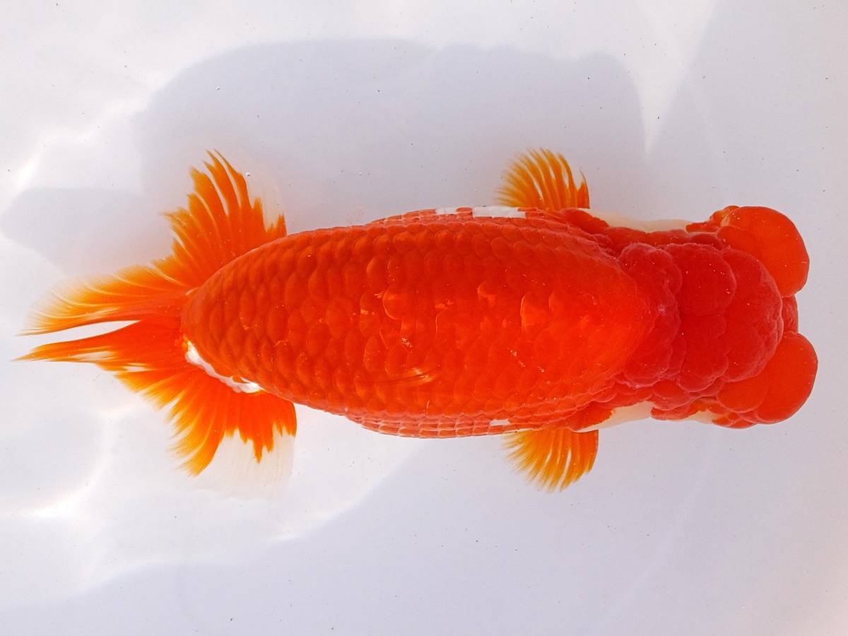 特選金魚○超特大江戸錦♀1尾02三歳約16センチ弥富産 【公式通販】
