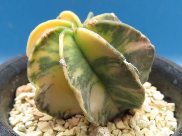 多肉植物 ハオルチア 王妃雷神白中薄斑 極上苗 【公式通販】