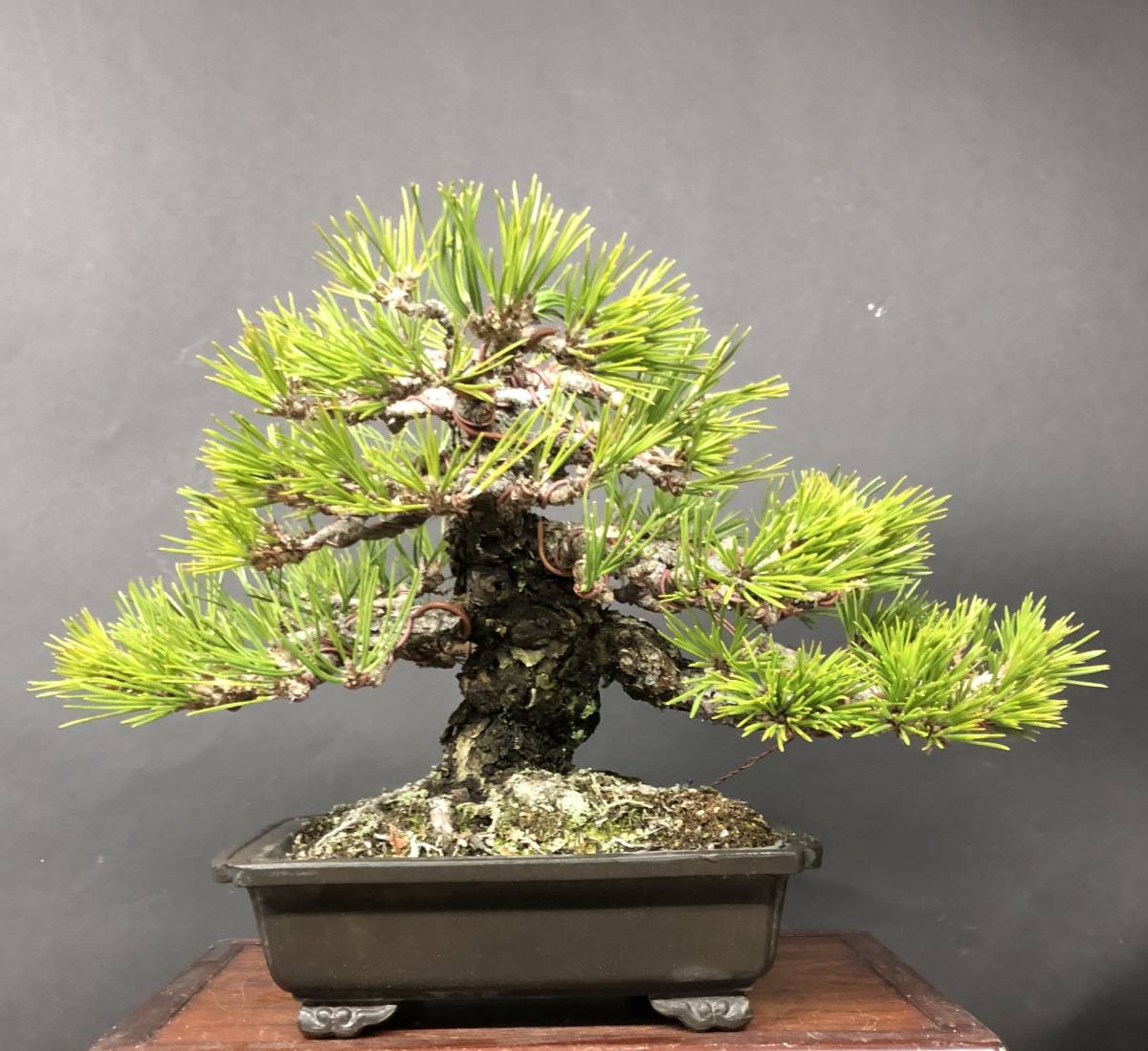 黒松盆栽　古木　小品盆栽　樹高葉先まで15cm (検索用　五葉松、真柏、盆栽鉢) 小品 松 盆栽 黒松盆栽 古木 小品盆栽 樹高葉先まで15cm 検索用 五葉松