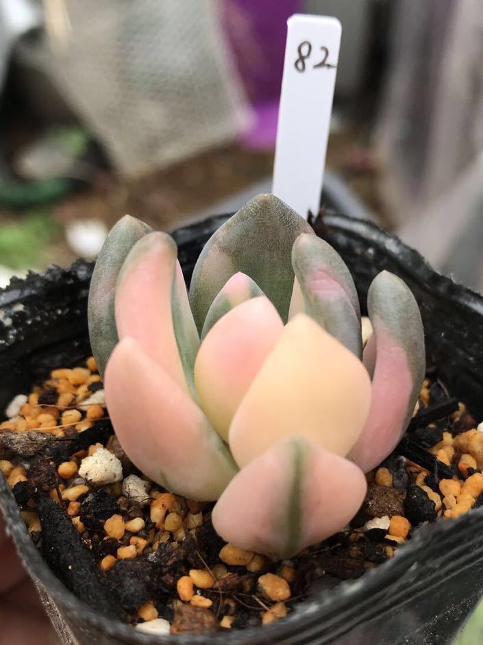 1点物 極上斑 白斑 ピンクホワイト 紫麗殿錦 多肉植物 紫麗殿(しれいで