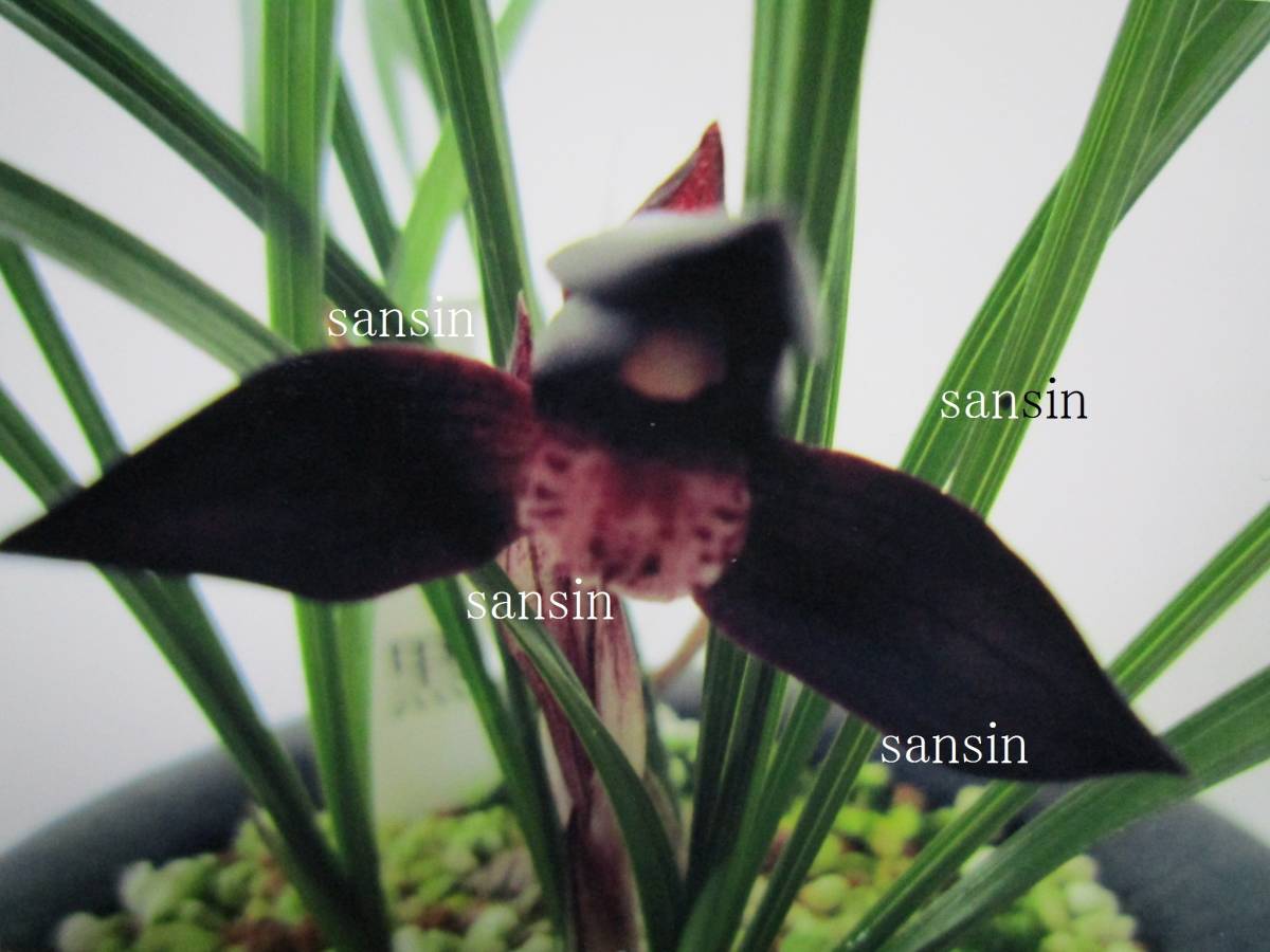 洋蘭パフィオ】Paph.Extra Churchill`A'×Hamana Waltz | PROPERTY.STAI