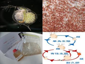 ◆限界価格に挑戦～増量出荷品◆【 赤ミジンコ (魚類の活き餌) 】★SM 300_1