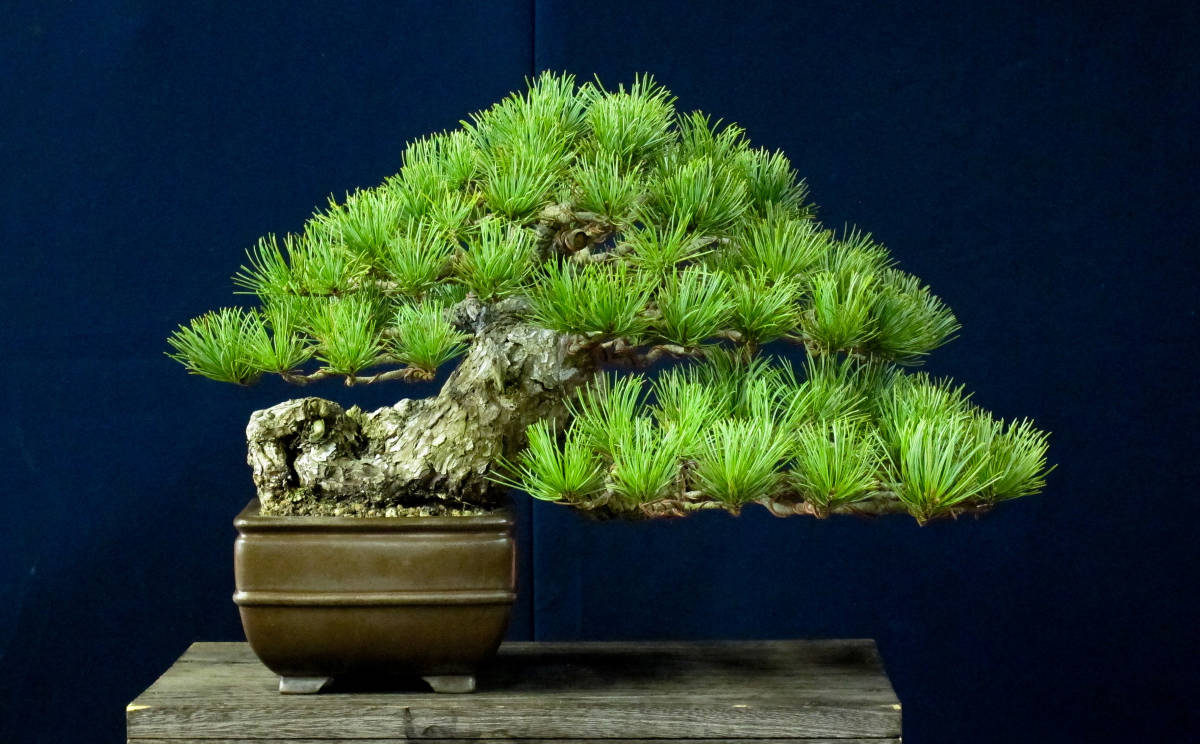 盆栽 小品・貴風 半懸崖 太幹 五葉松 上下20cm 超希少激レア！鬼才