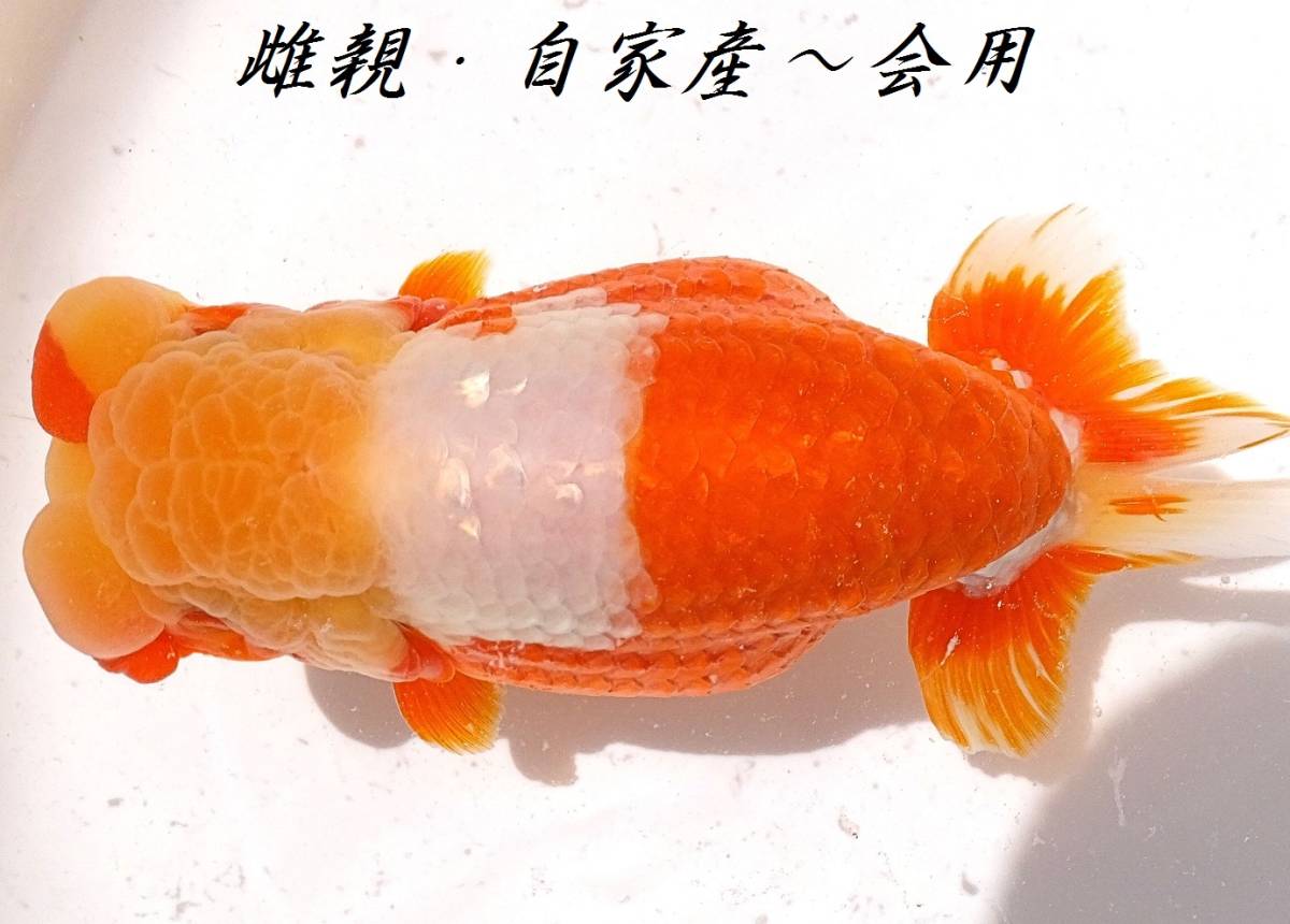 ■■　親画像有・特選種魚・明2歳・12.5cm雄　■■　M-3　■■