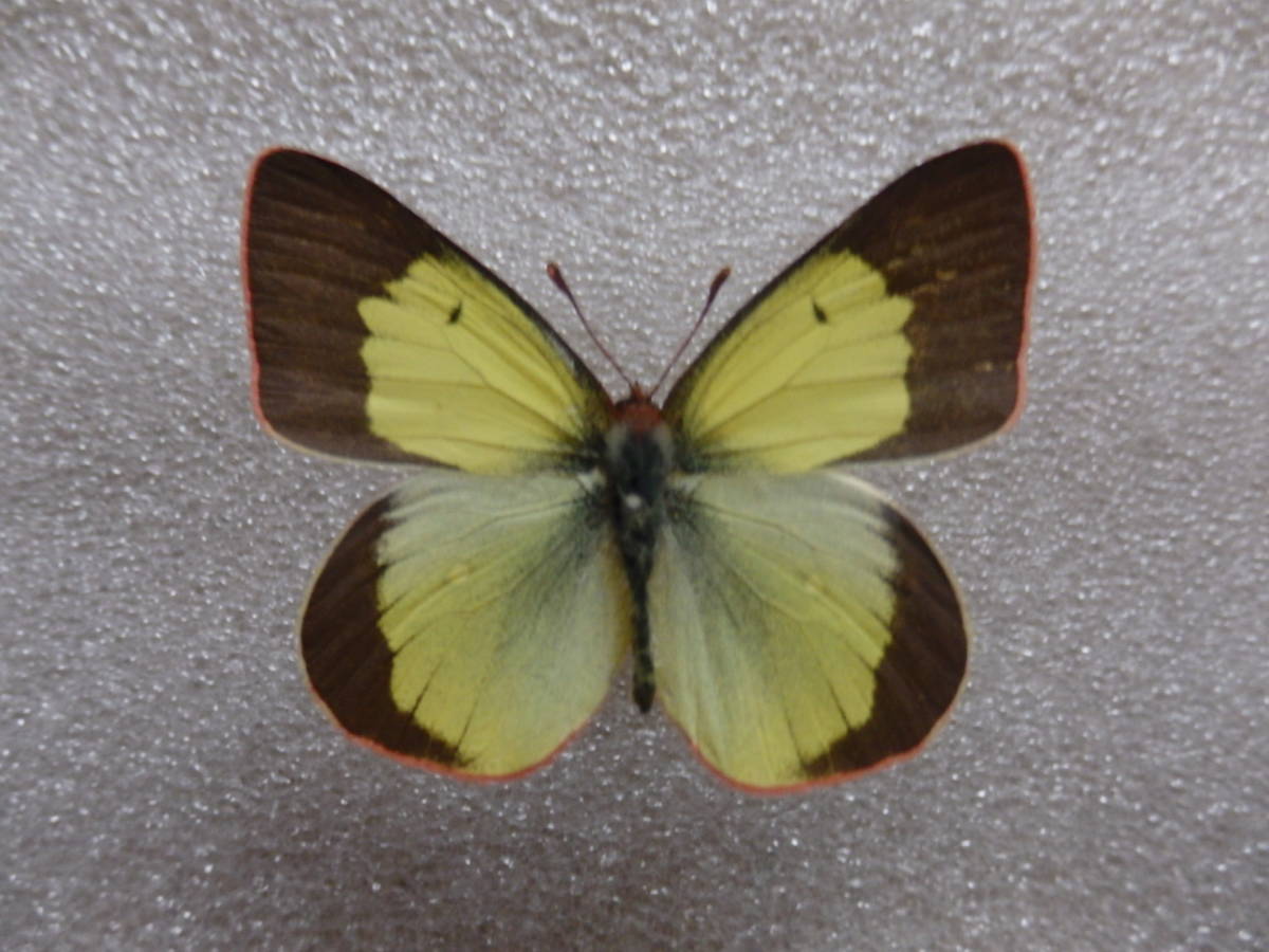 蝶標本 ミヤマモンキチョウ♂1970年代規制前採集品(群馬県嬬恋村角間