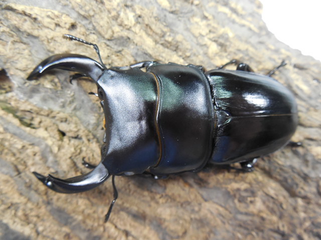 国産オオクワガタ ホワイトアイ♂64.1mm♀44.9mm♀43.5mmトリオ 9