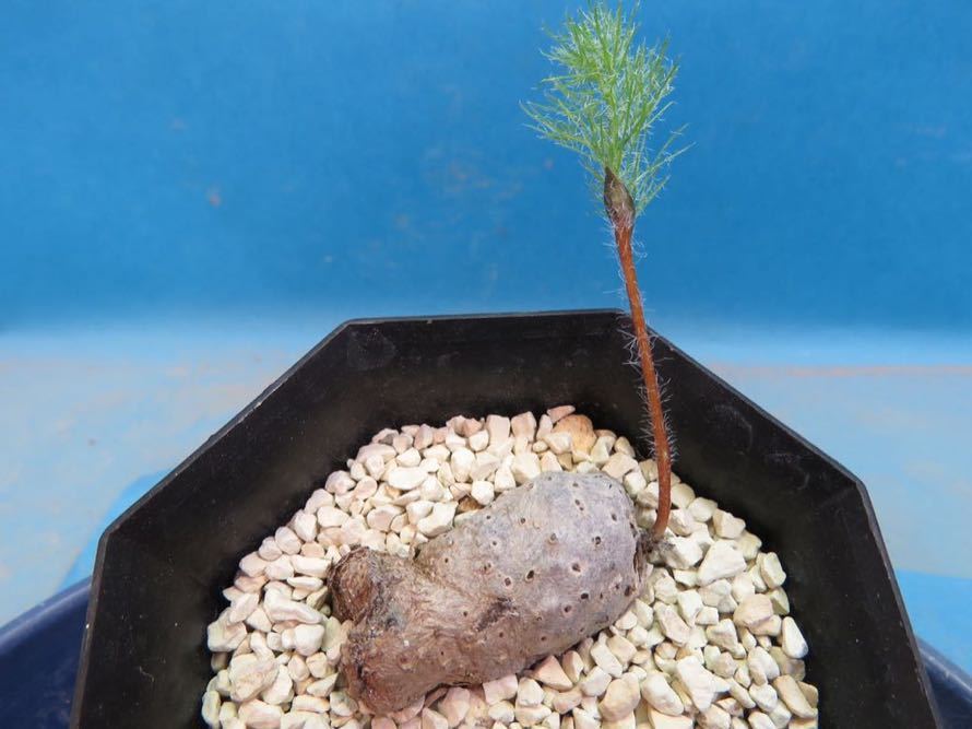 サボテン 多肉植物 102 エリオスペルマム パラドクサ 樹氷玉 Eriospermum paradoxum 塊根　コーデックス