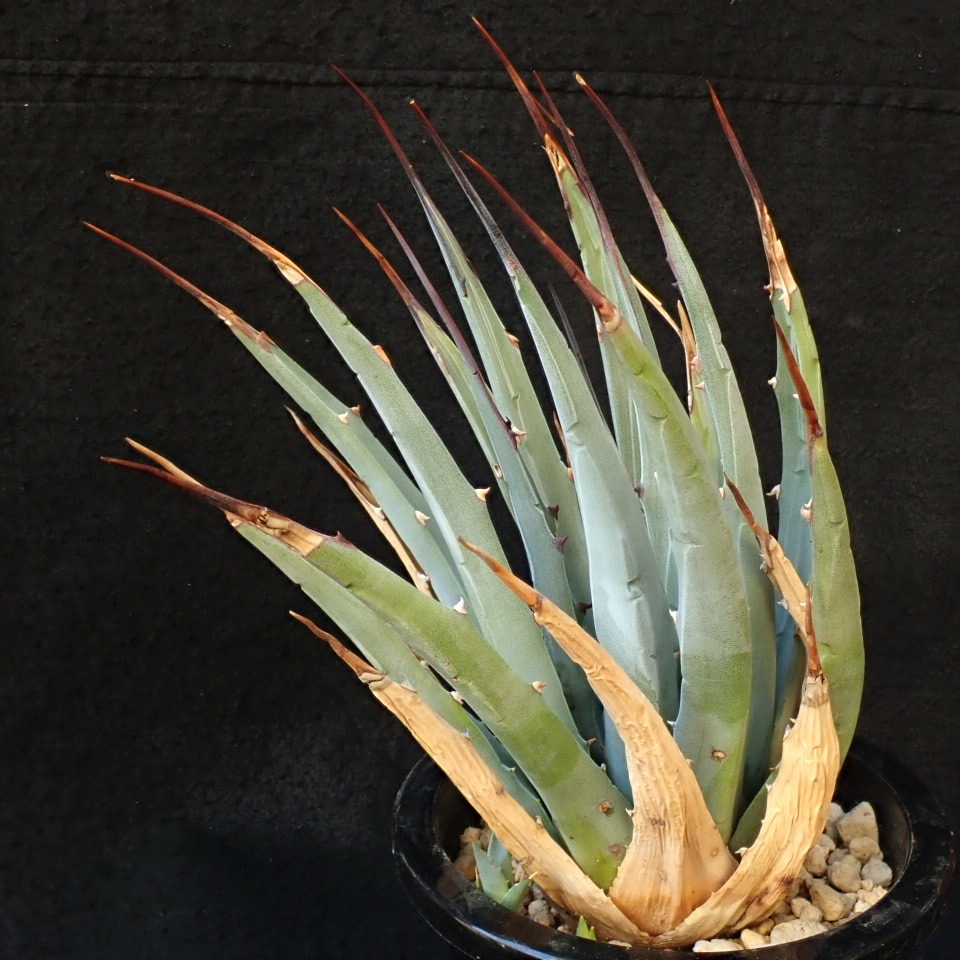 Agave utahensis eborispina var. - | Plants Valley Happy – Utah v