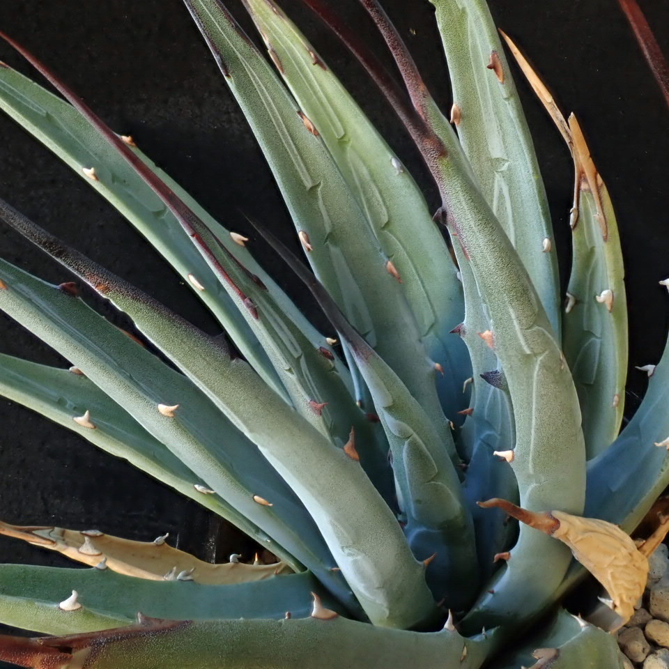 Agave utahensis eborispina var. - | Plants Valley Happy – Utah v