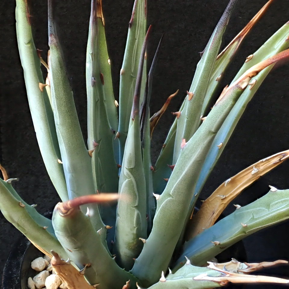 Agave utahensis eborispina var. - | Plants Valley Happy – Utah v