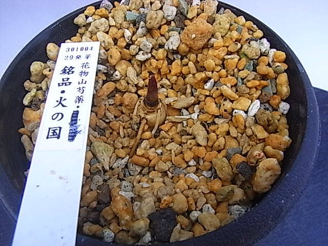 ♪ 山野草：ヤマシャクヤク 『銘品・火の国、３年生、３鉢以上送料無料』 ♪