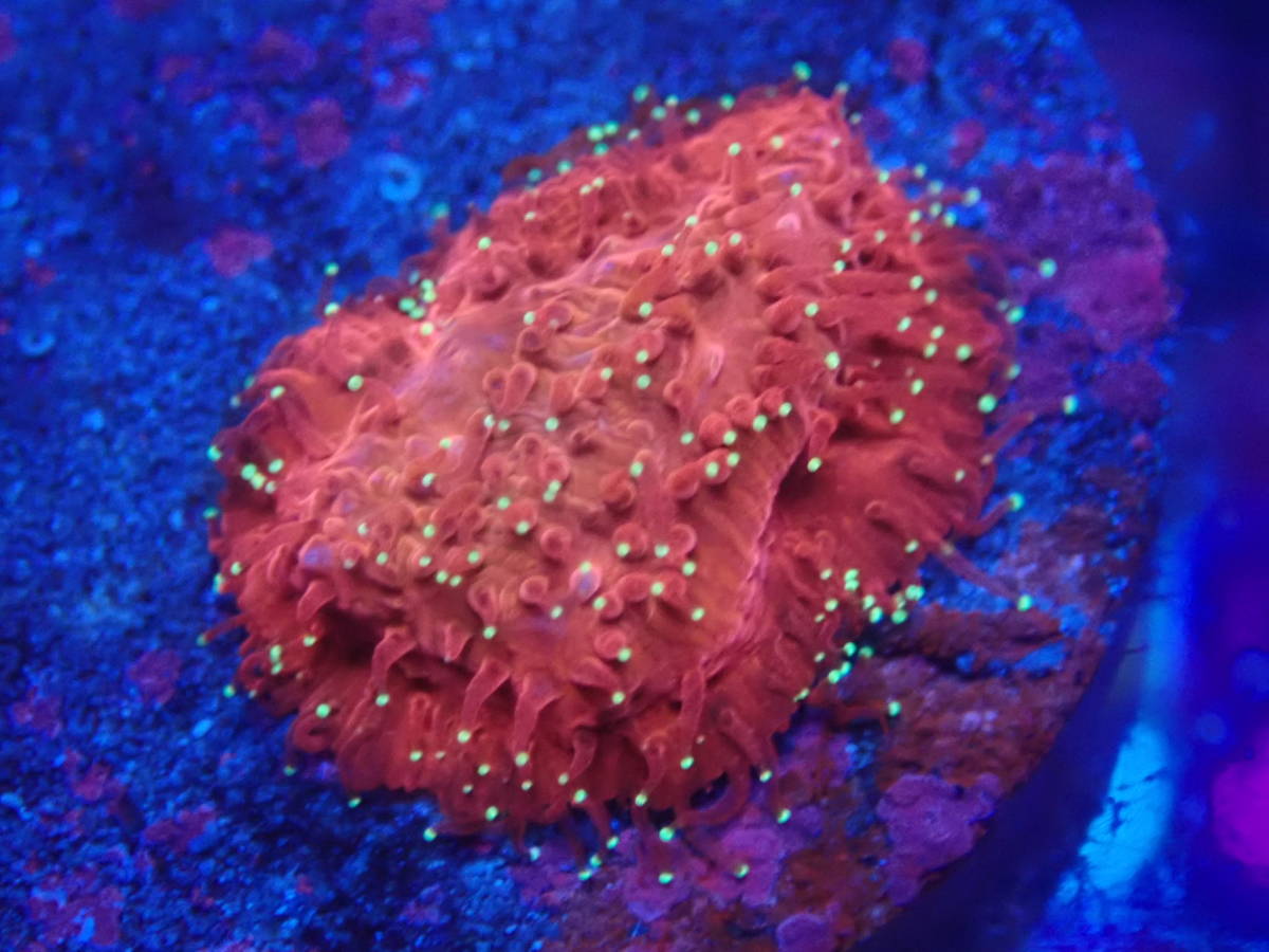 爆買い，新品 オススメ アミメ ベルベット サンゴ レッド(海水魚)｜売買されたオークション情報、yahooの商品情報をアーカイブ公開 - オークファン 海水魚