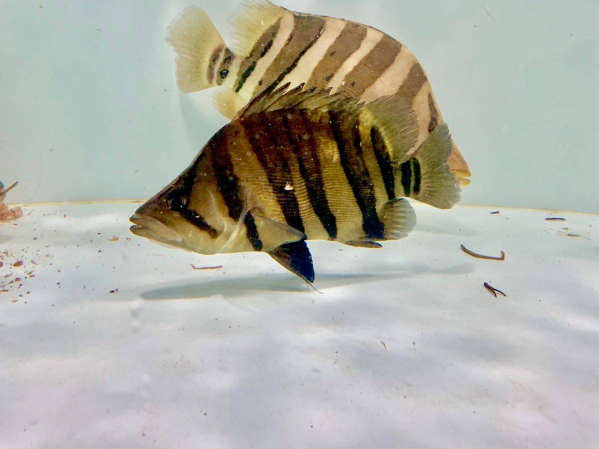 ダトニオプラスワン Yahoo!オークション | 熱帯魚 「ダトニオプラス 