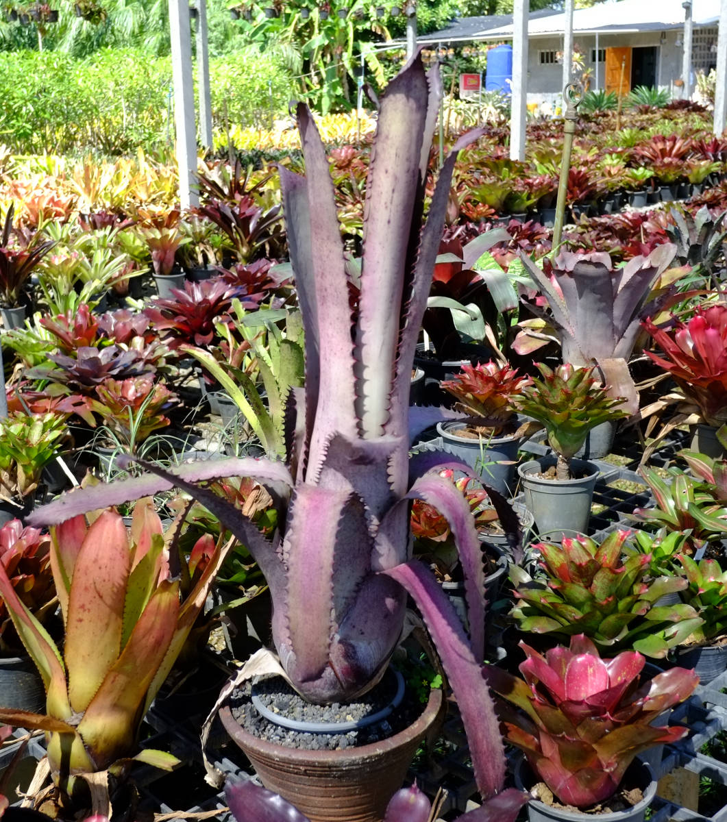 新作登場，高品質 春セール ホヘンベルギア Hohenbergia sp.Brazil Herman Prinsler B(アナナス)｜売買されたオークション情報、yahooの商品情報をアーカイブ公開 - オークファン アナナス