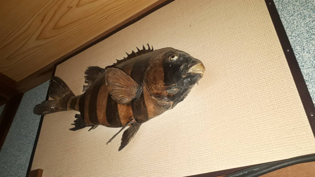 魚介類 天然 捌きも出来ます 1.1～1.3kg 石鯛（イシダイ） - 剥製 