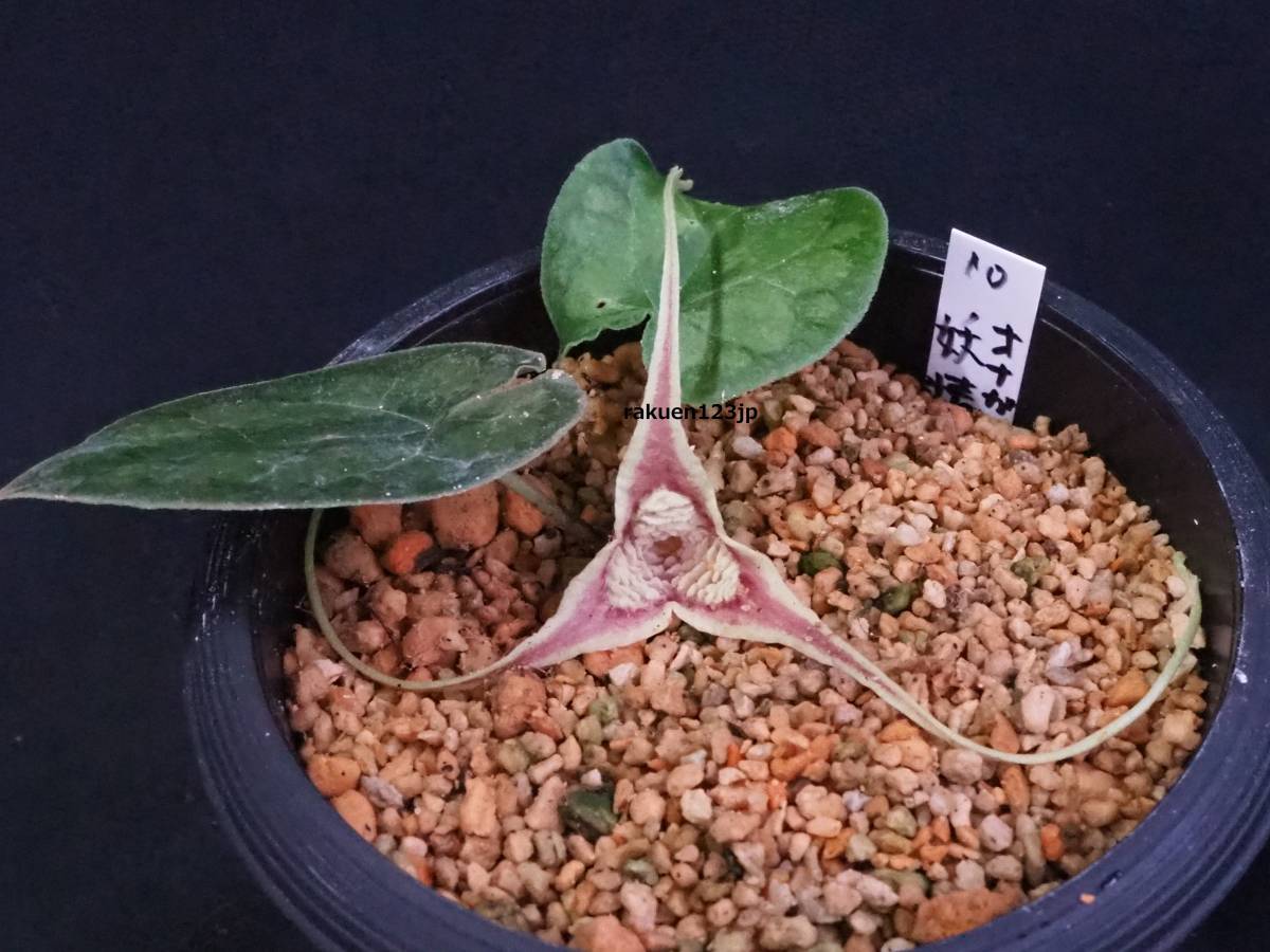 【豊富な，得価】東洋蘭 斑入り山野草 オナガカンアオイ 妖精 10(ラン)｜売買されたオークション情報、yahooの商品情報をアーカイブ公開 - オークファン ラン