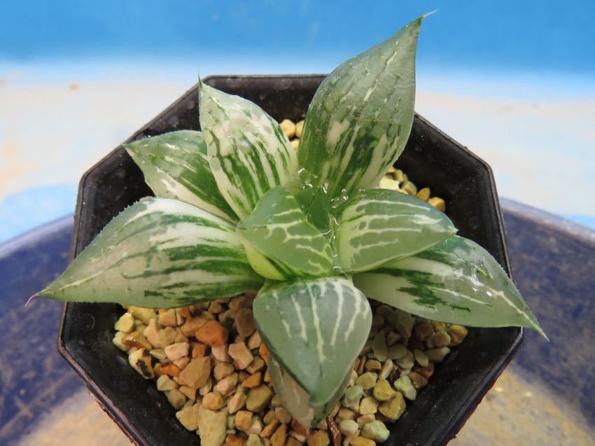 サボテン 多肉植物 3 ハオルチア コンピク錦 極上斑