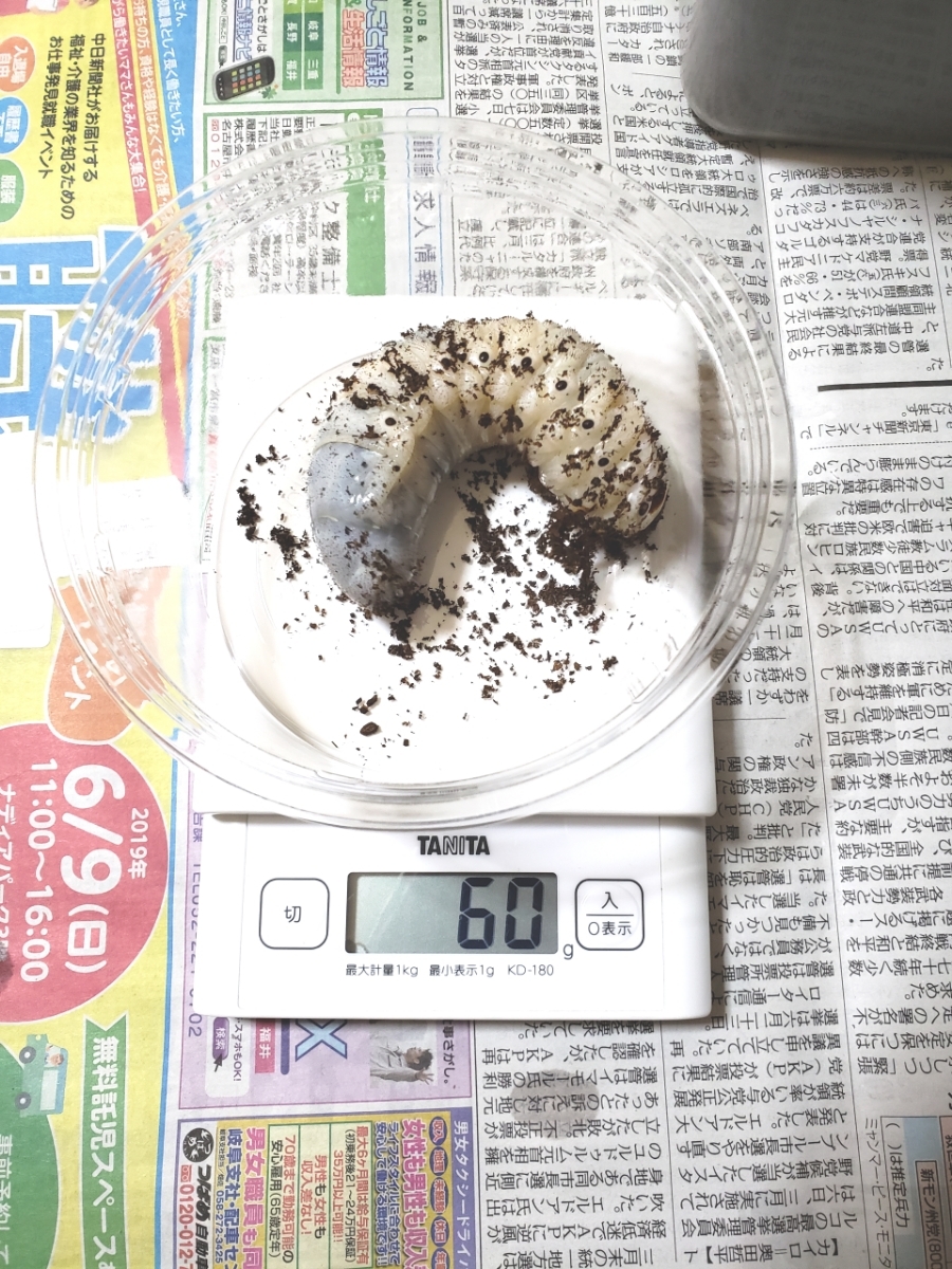 ☆DHヘラクレス 幼虫 ３令 ２頭【♂親は０Ｆ１３６×Ｃ６８ 146.0mm、♀親はコノヤロー×(コノヤロー×ガルシア)70mm】_1