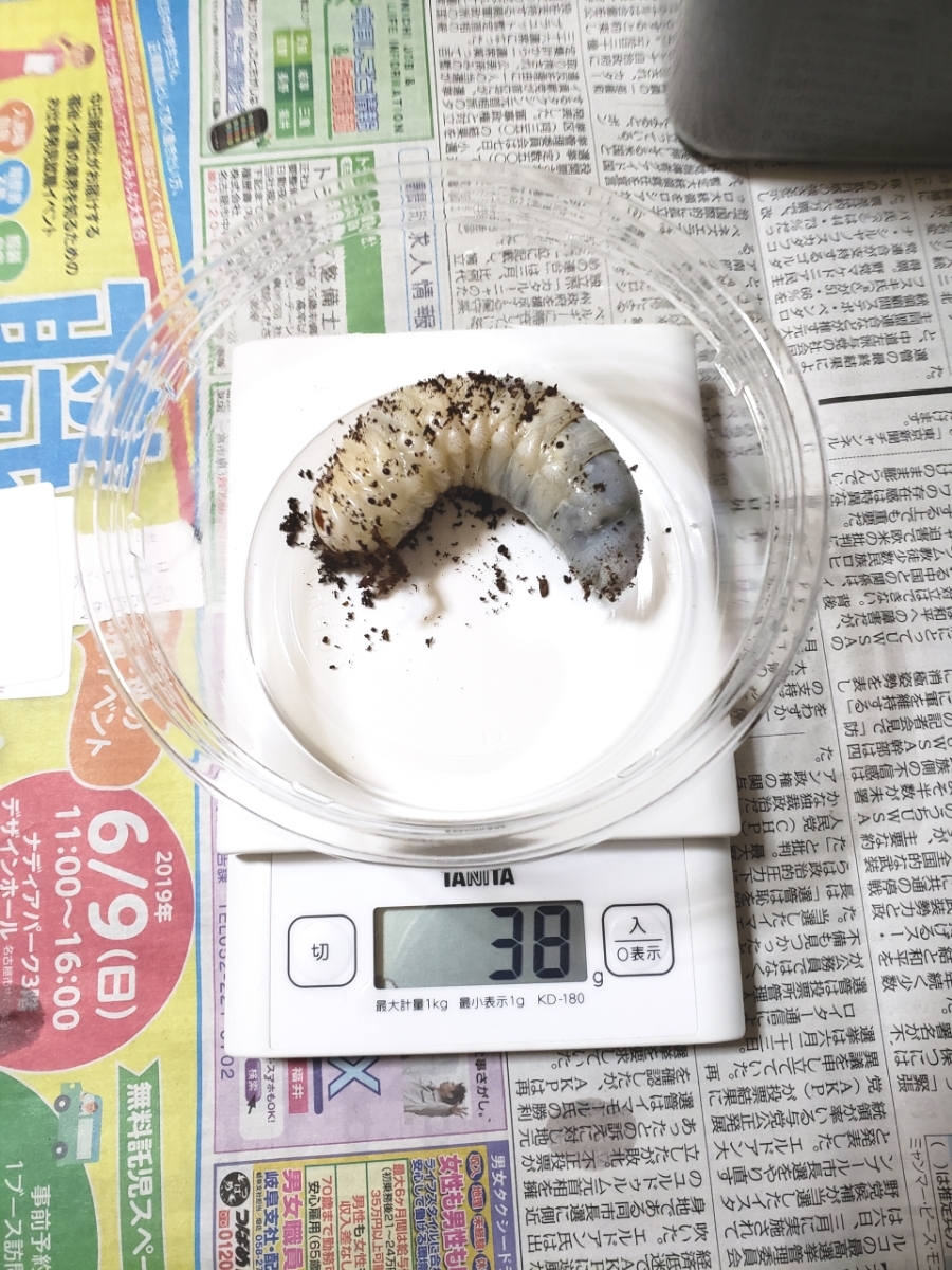 ☆DHヘラクレス 幼虫 ３令 ２頭【♂親は０Ｆ１３６×Ｃ６８ 146.0mm、♀親はコノヤロー×(コノヤロー×ガルシア)70mm】_2