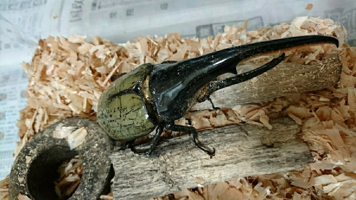 ☆DHヘラクレス 幼虫 ３令 ２頭【♂親は０Ｆ１３６×Ｃ６８ 146.0mm、♀親はコノヤロー×(コノヤロー×ガルシア)70mm】_3