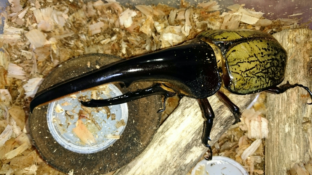 ☆DHヘラクレス 幼虫 ３令 ２頭【♂親は０Ｆ１３６×Ｃ６８ 146.0mm、♀親はコノヤロー×(コノヤロー×ガルシア)70mm】_4