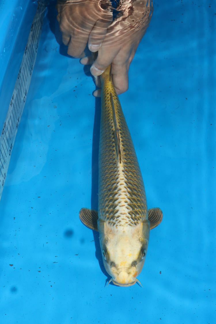 大日！本店直送☆金松葉39cm！No12_1