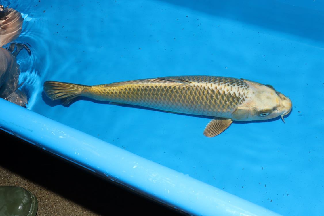 大日！本店直送☆金松葉39cm！No12_2