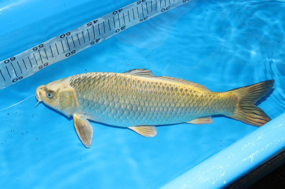 大日！本店直送☆金松葉39cm！No12_3