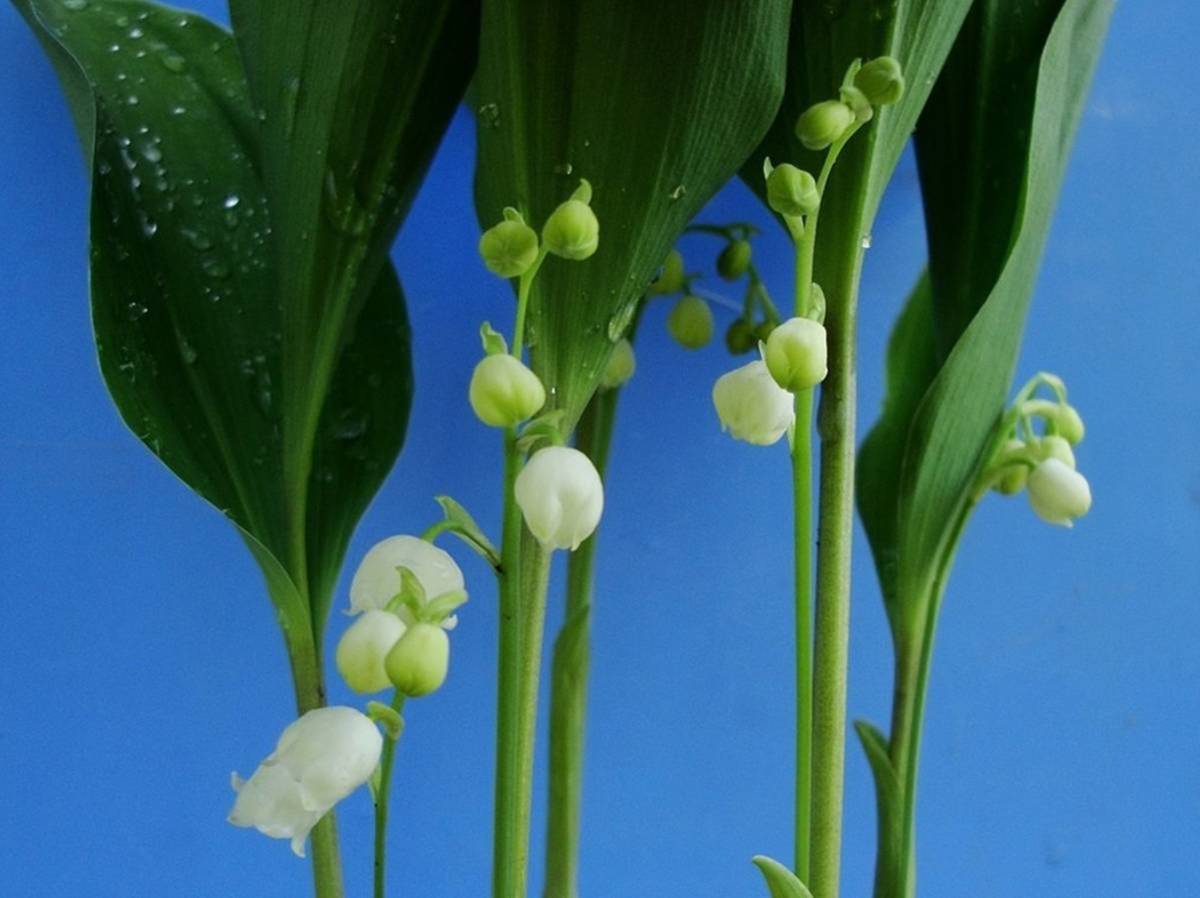 山野草 日本鈴蘭 ニホンスズラン苗５０本入り 苗 売買されたオークション情報 Yahooの商品情報をアーカイブ公開 オークファン Aucfan Com