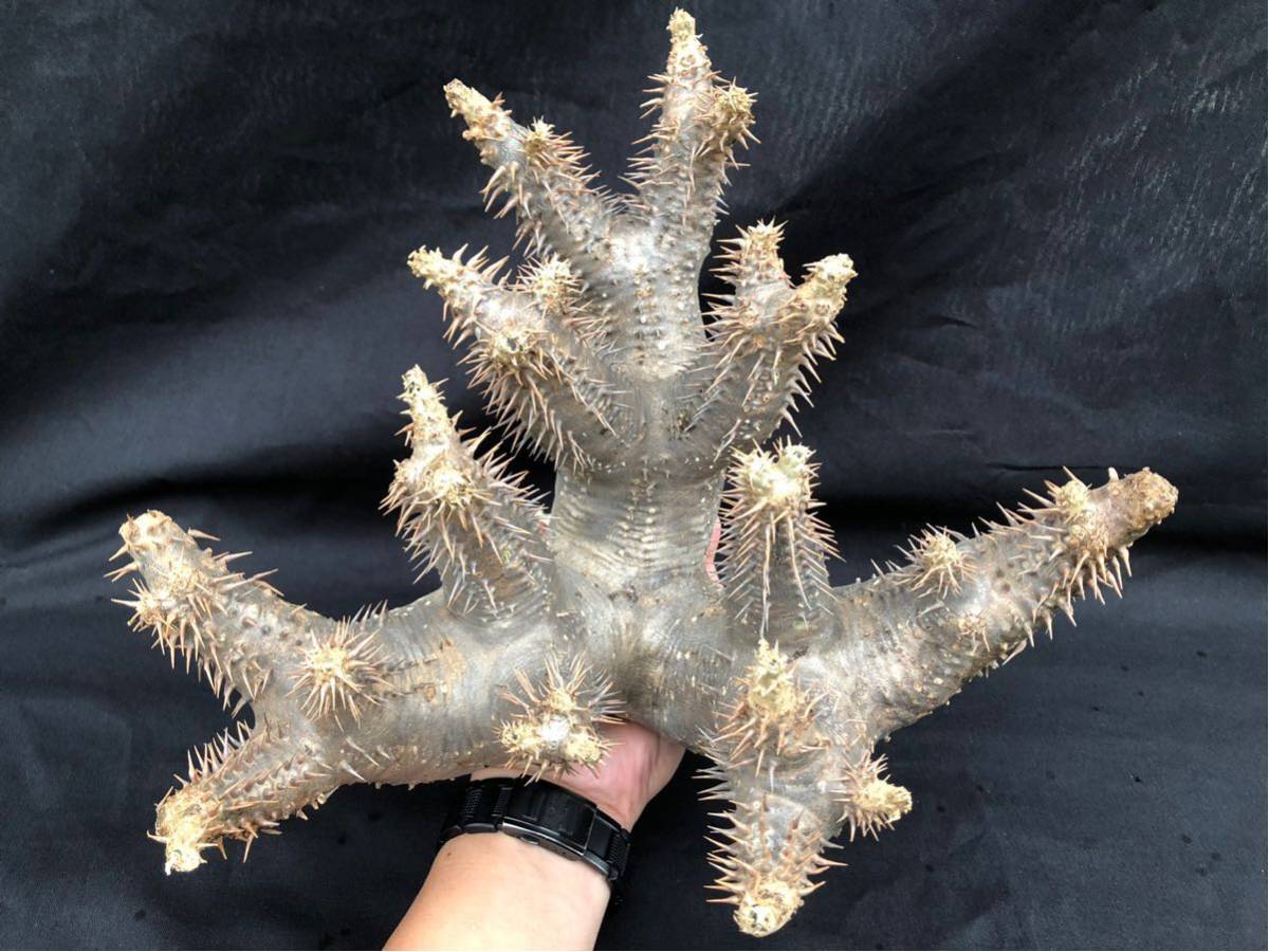 Pachypodium ' Horombense ' パキポディウム『ホロンベンセ』 輸入球