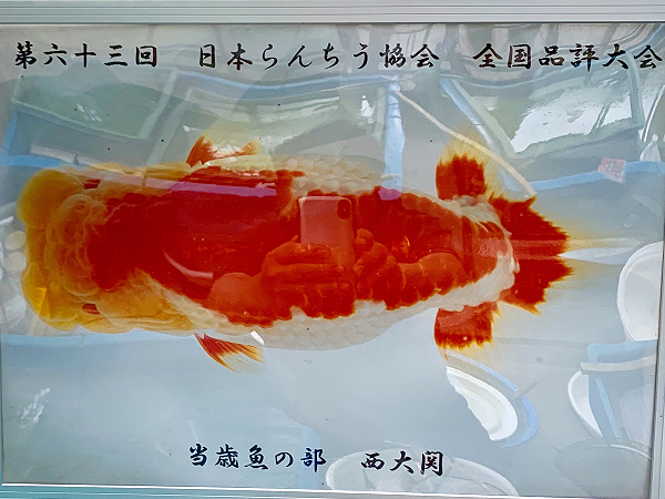 マッコウクジラの歯の三線バチ 沖縄三線Info | バチ（爪）で選ぶ