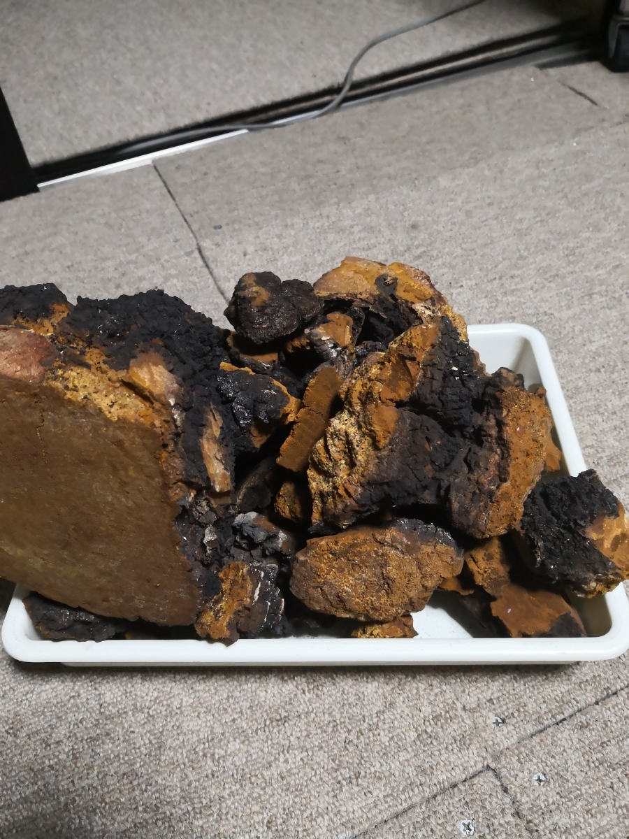 カバノアナタケ、2キロ カバノアナタケ 北海道産 2キロ 【公式通販】