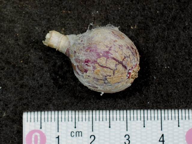 全国無料，格安ｖ １２１１ 球根 ストルマリア ウォーターメイエリー開花球(サボテン)｜売買されたオークション情報、yahooの商品情報をアーカイブ公開 - オークファン サボテン