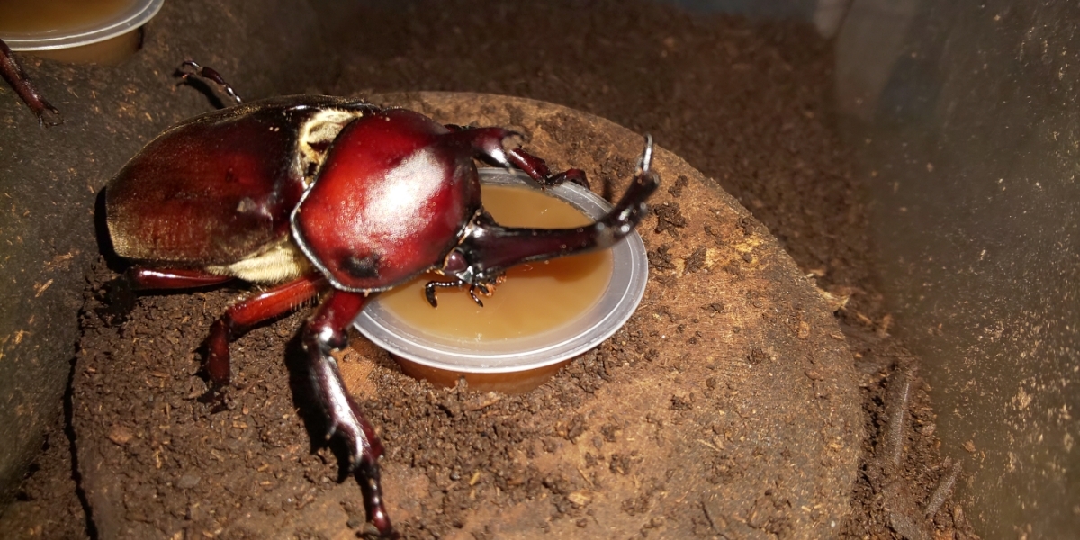 2 ワインレッドアイ レッドボディのカブトムシの卵10個 国産 売買されたオークション情報 Yahooの商品情報をアーカイブ公開 オークファン Aucfan Com